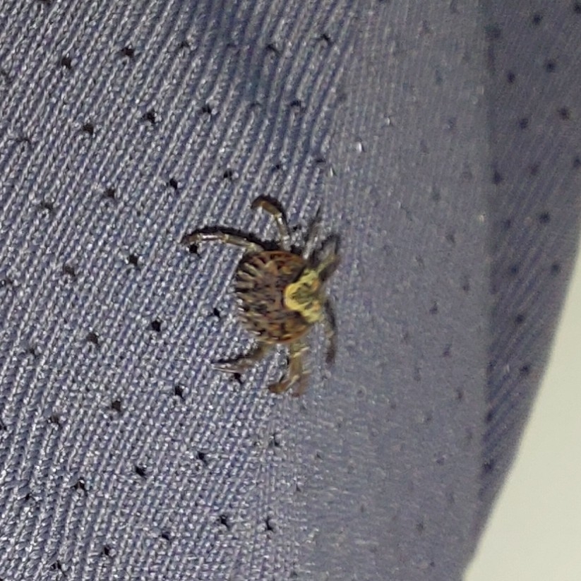 Amblyomma cajennense Fabricius, 1787