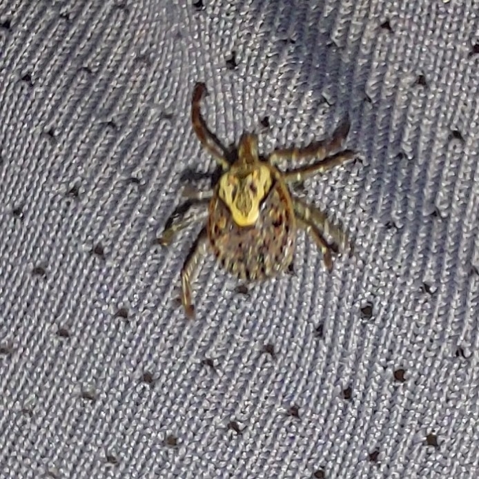 Amblyomma cajennense Fabricius, 1787