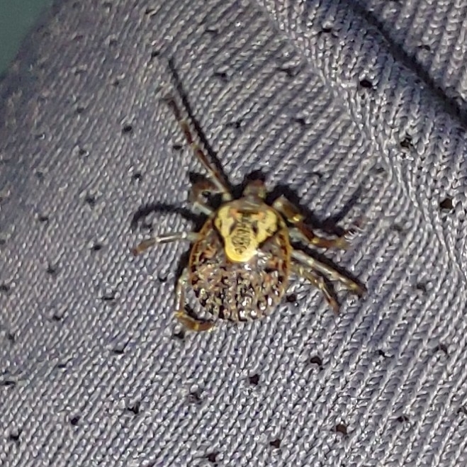 Amblyomma cajennense Fabricius, 1787
