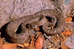 Crotalus willardi obscurus