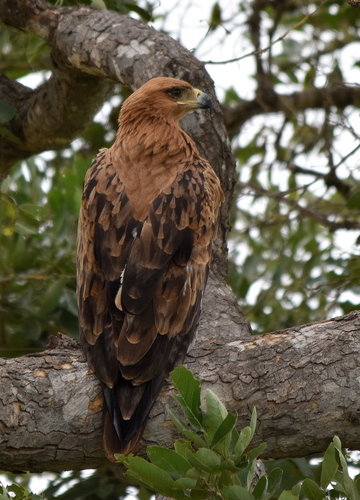 Tawny Eagle