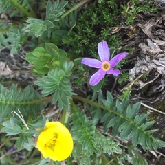 Primula angustifolia
