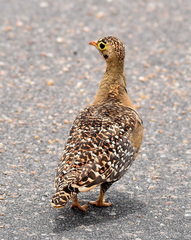 Pterocles bicinctus multicolor