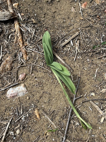 Griffinia gardneriana, photograph 2
