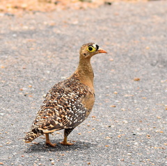 Pterocles bicinctus multicolor