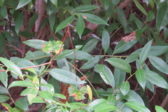 Nectandra coriacea