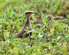 Cursorius temminckii