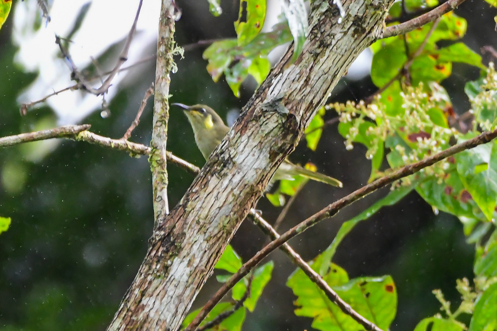 Mottled Honeyeater photo
