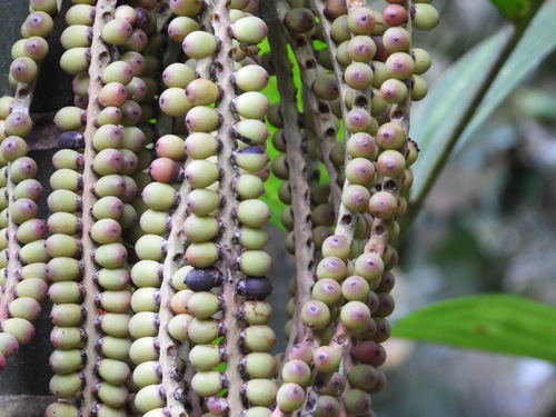Pinanga coronata, photograph 4