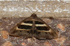 Grammodes exclusiva