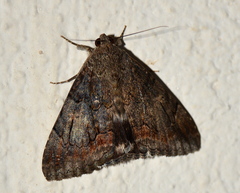 Achaea catella