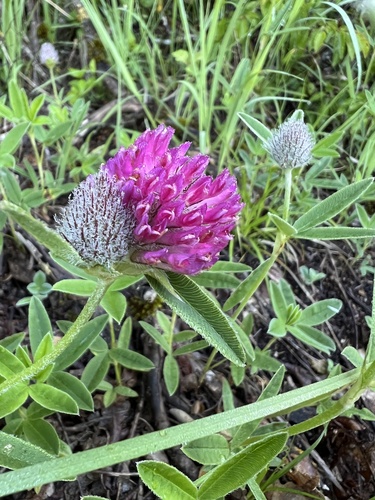 alpine zigzag clover (Trifolium alpestre)
