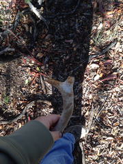 Odocoileus virginianus carminis
