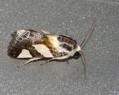 Acontia trimaculata