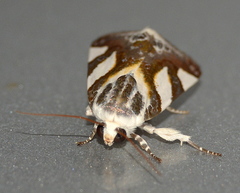 Acontia trimaculata