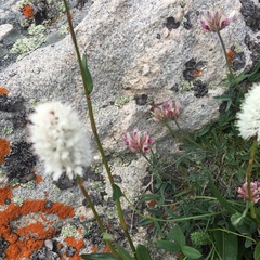Trifolium dasyphyllum