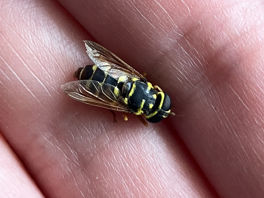 Meromacrus pratorum
