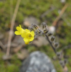 Myosotis australis