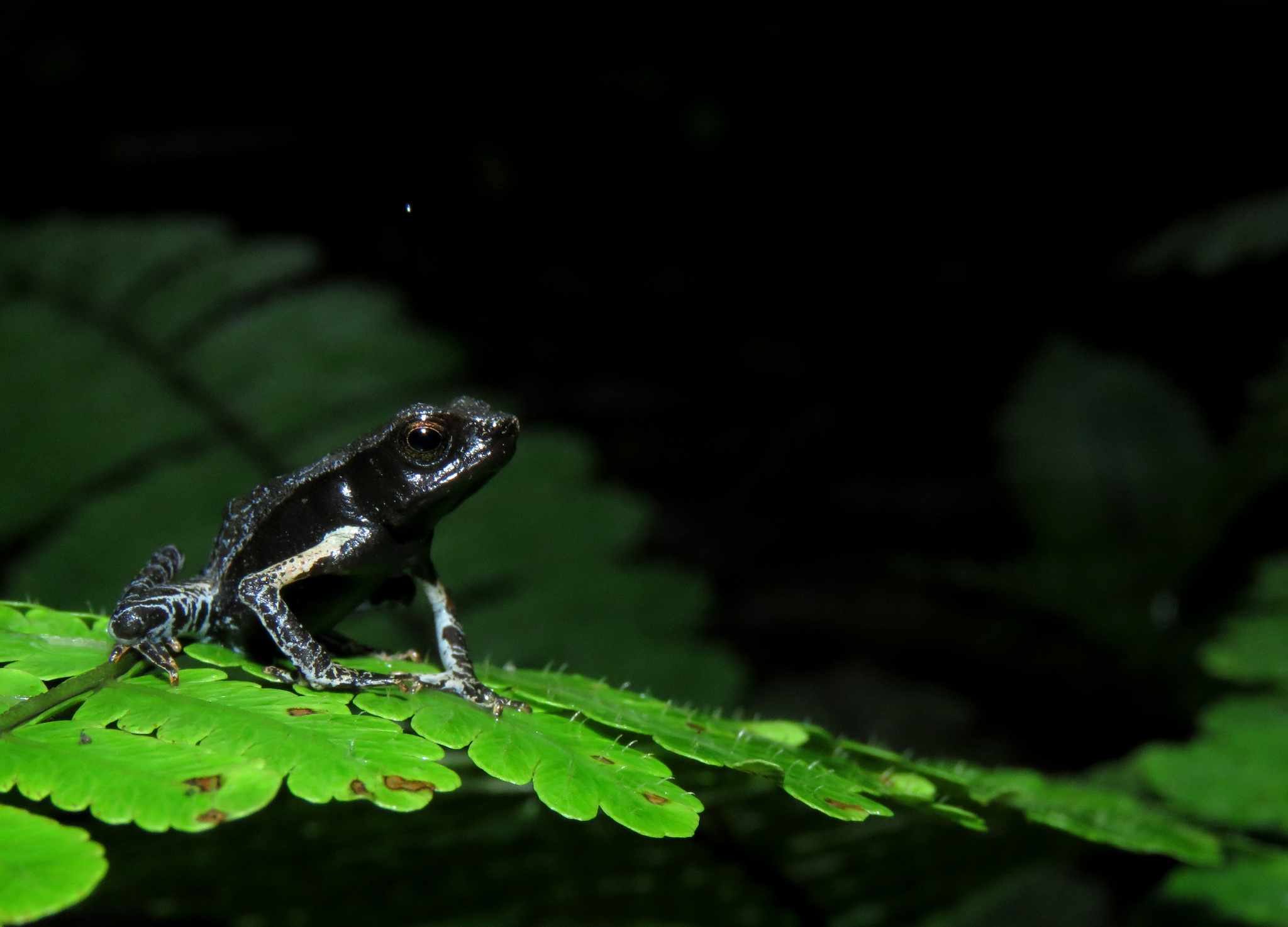 Mueses-Cisneros Toad photo 2