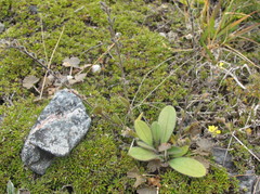Myosotis australis