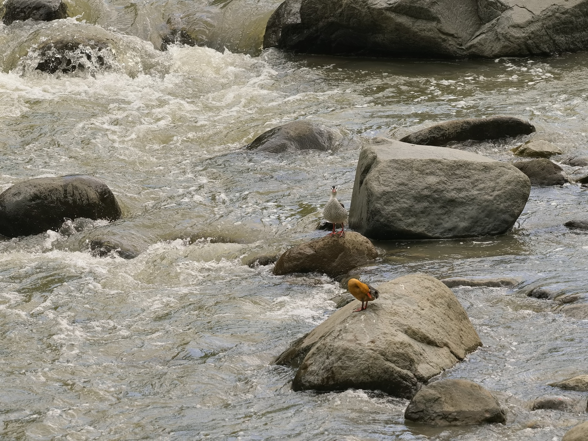 Torrent Duck (Merganetta armata), photo 5