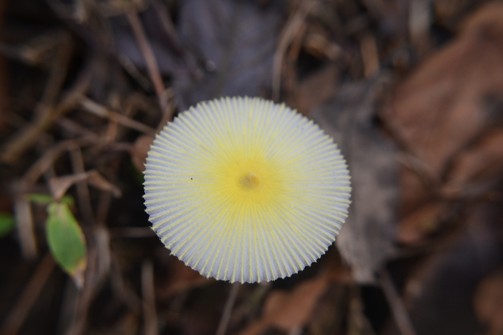 Leucocoprinus fragilissimus