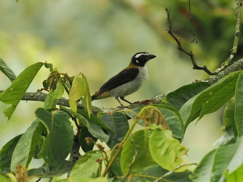 Black-winged Saltator (Saltator atripennis), photo 3
