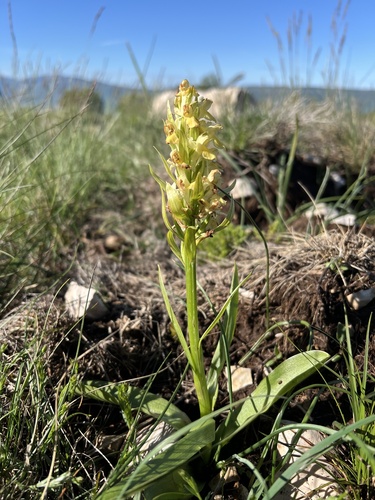 Elder-flowered Orchid (Dactylorhiza sambucina)