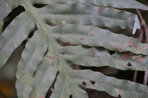 Phlebodium pseudoaureum, photograph 2