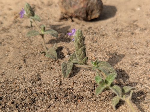 Nelsonia canescens, photograph 2