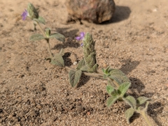Nelsonia canescens, photograph (c) Attila Oláh, some rights reserved (CC BY)
