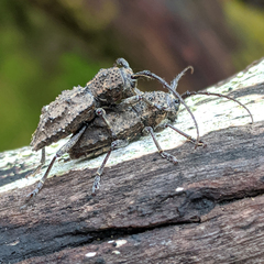 Dorcadida bilocularis