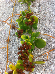 Jacquemontia havanensis