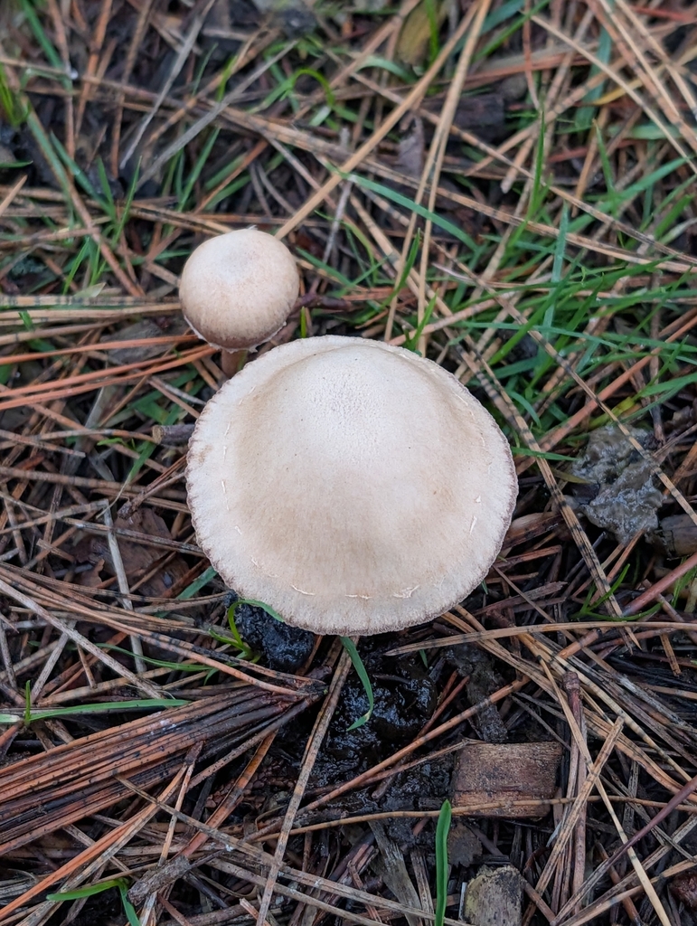 Tubaria furfuracea · February 2026 · photo: © heather-hyfae (iNaturalist, cc-by)