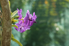 Vanda