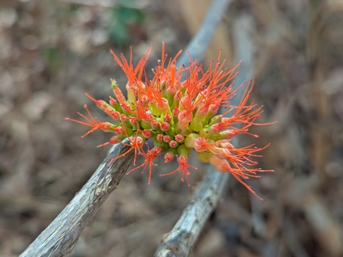 forest flame-creeper (Combretum paniculatum)