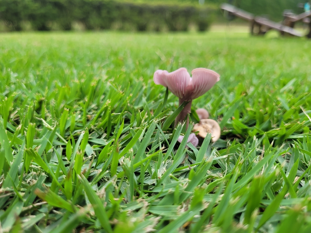 Collybia sordida · February 2026 · photo: © crislemes (iNaturalist, cc-by)