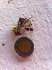 Jacquemontia havanensis