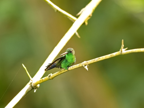 Steely-vented Hummingbird (Saucerottia saucerottei)
