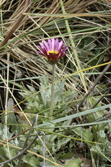 Arctotis stoechadifolia