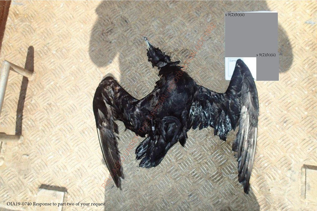 Parkinson's Petrel (Procellaria parkinsoni)