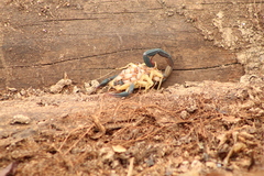 Centruroides fulvipes