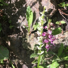 Platanthera dilatata albiflora