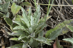 Arctotis stoechadifolia