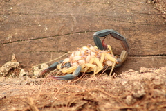 Centruroides fulvipes