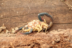 Centruroides fulvipes