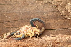 Centruroides fulvipes