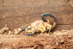 Centruroides fulvipes