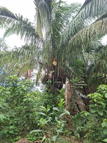 Attalea butyracea, photograph 5