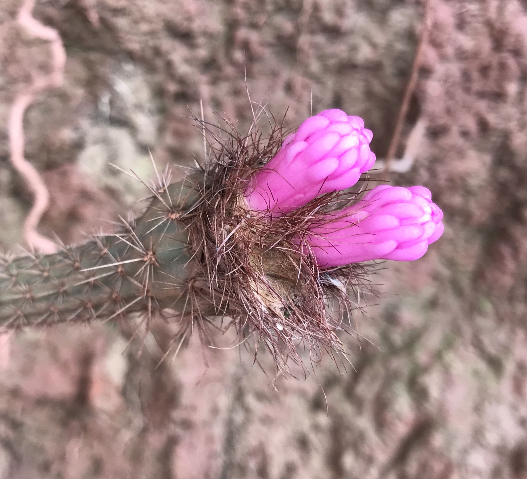 Arrojadoa penicillata